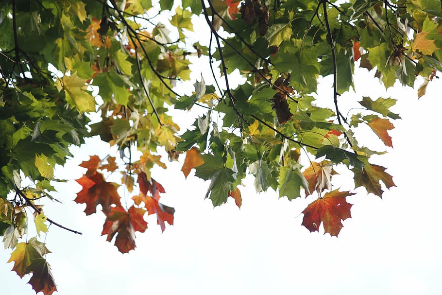 leaves, nature, light, autumn, tree, season, color, leaf, orange HD wallpaper