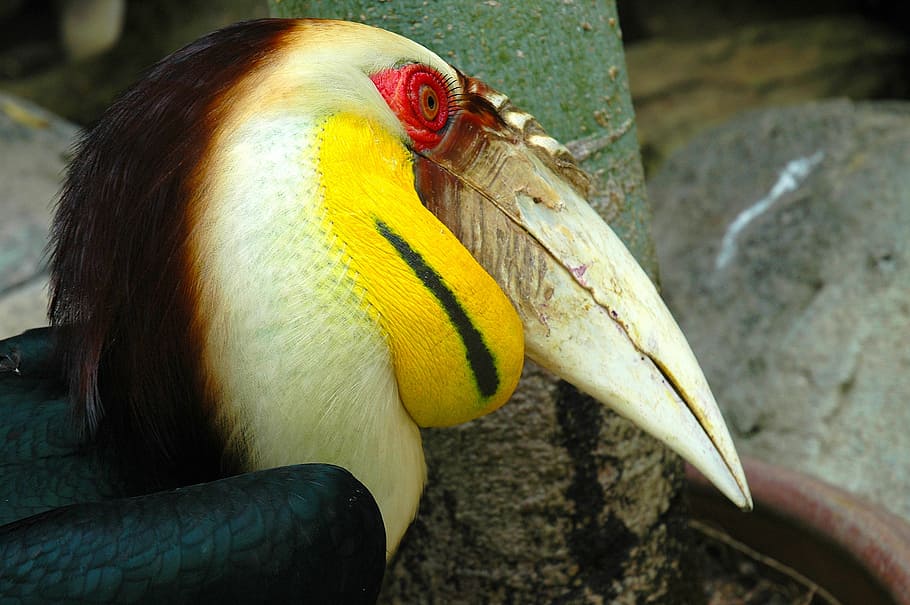 bird, portrait, large beak, animal themes, one animal, animal wildlife HD wallpaper