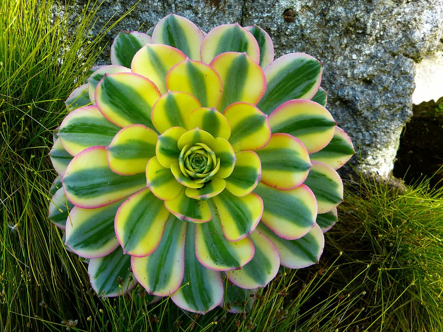 green and yellow succulent, thick sheet greenhouse, aeonium, plant, HD wallpaper