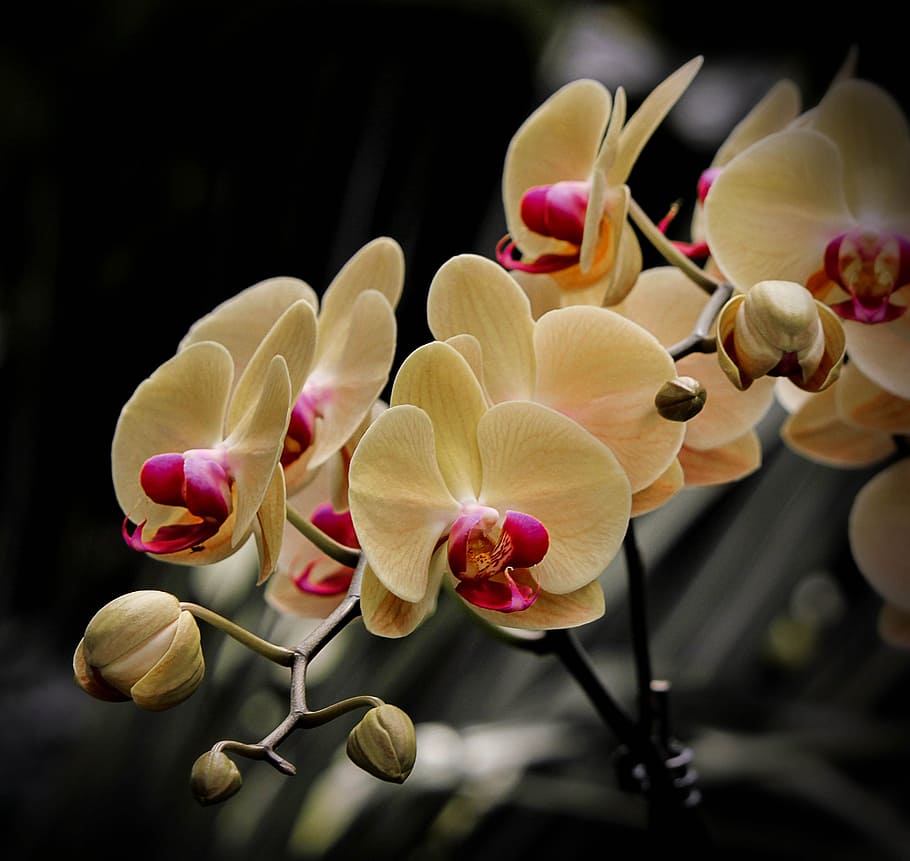 low-light exposure photography of yellow orchids, phalaenopsis