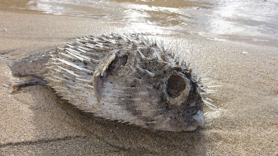 dead fish, puffer fish, beach, sand, animal, one animal, animal themes HD wallpaper