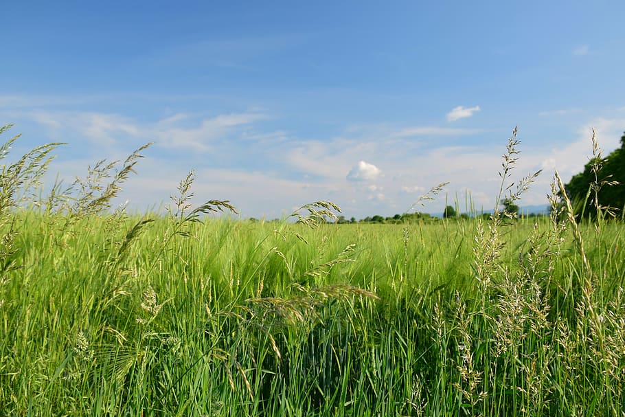 green grassfield under blue skies during day, landscape, bluegrass HD wallpaper