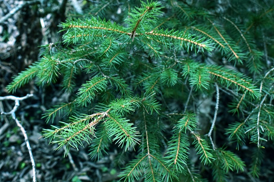 green, forest, conifer, fir, fir Tree, coniferous Tree, nature HD wallpaper