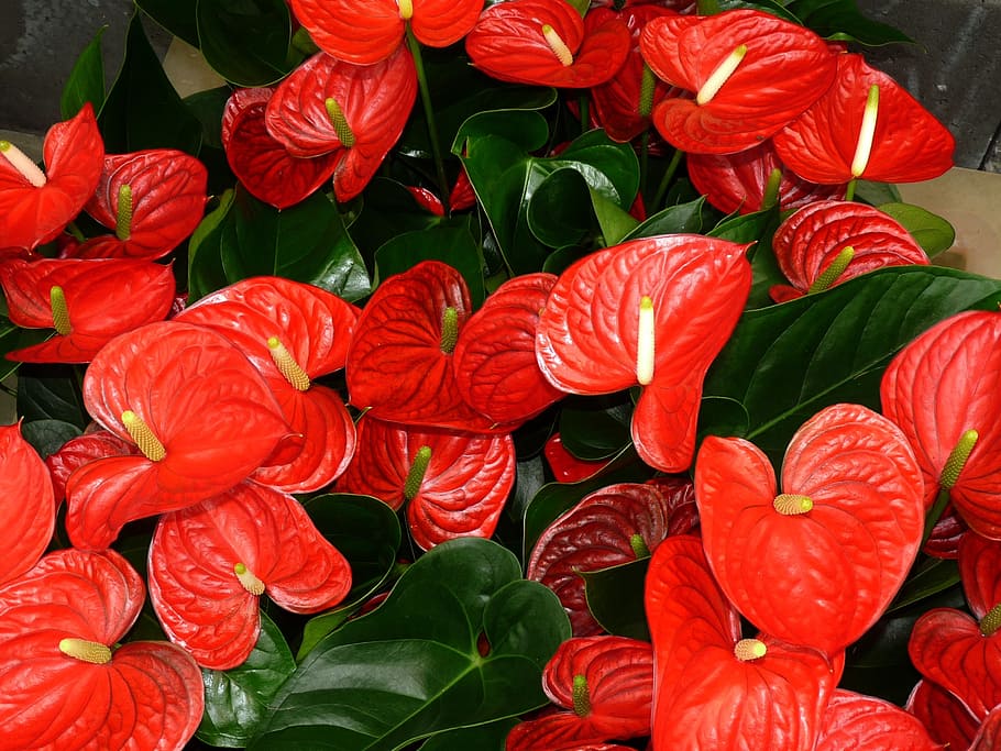close-up photography of red anthurium flowers in bloom, leaf