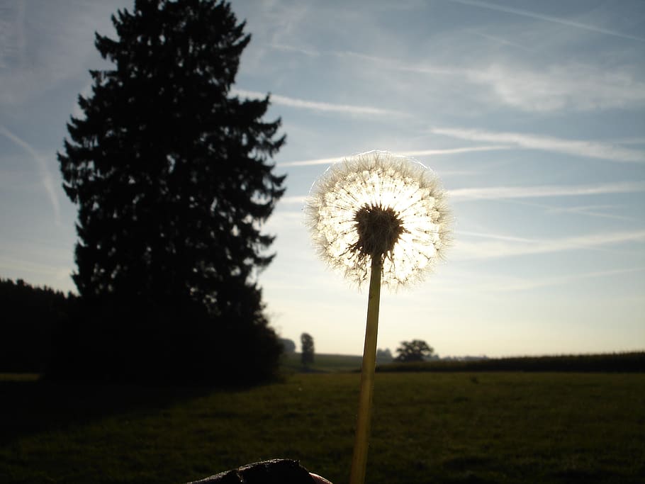 dandelion, back light, flower, nature, sun, plant, sky, field HD wallpaper