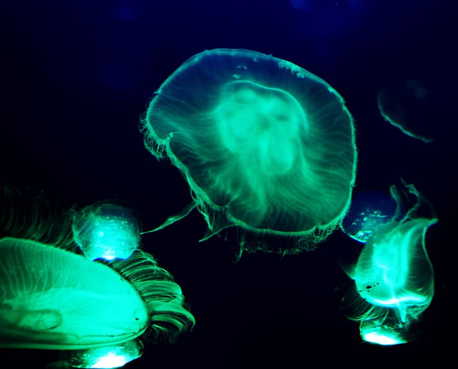 jellyfish, underwater, deep, science, dynamic, toxic, darkness HD wallpaper