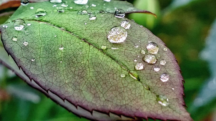nature, foliage, drop, leaf, plant part, water, wet, close-up HD wallpaper