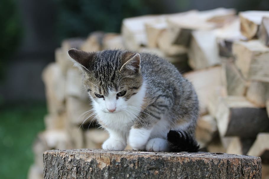 kitten, crampon, tomcat, pet, animals, domestic cat, cute, kitty HD wallpaper