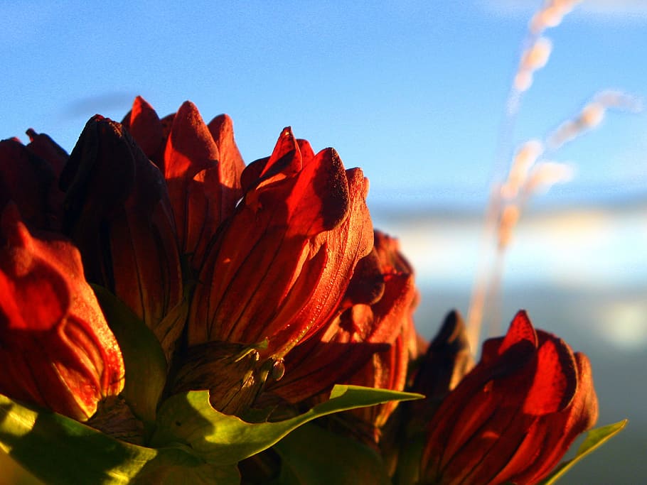 alps, flower, mountain, sky, red, light, nature, landscape HD wallpaper