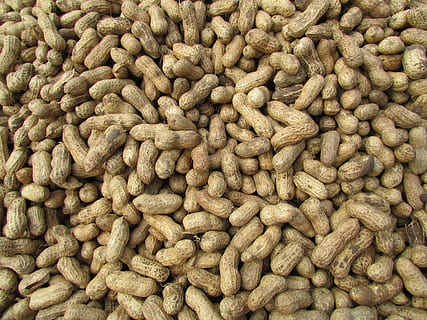 peanut, ground nuts, bangalore, india, abundance, food and drink HD wallpaper