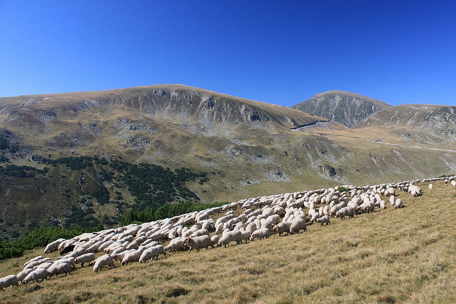 flock, grazing, lambs, mountain, romania, sheep, animals, travel HD wallpaper