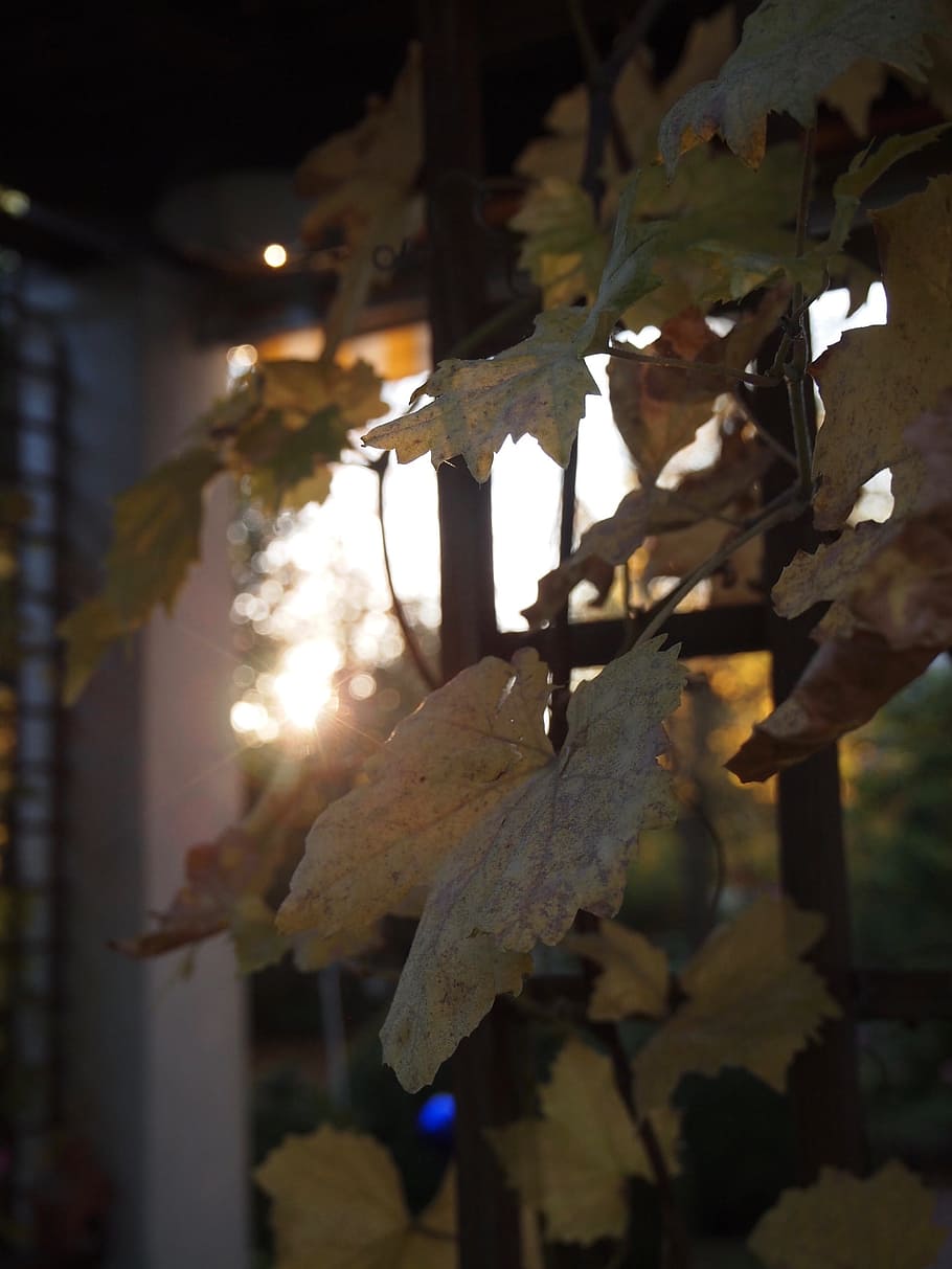 sunlight, leaves, nature, bright, leaf, forest, sunny, tree HD wallpaper