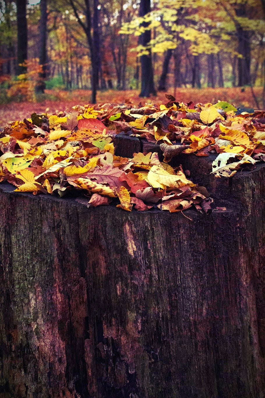 tree stump, log, forest, nature, sawed off, morsch, weathered HD wallpaper