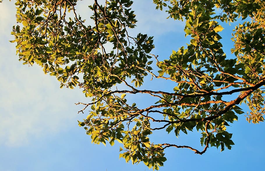 trees, branches, leaves, greenery, foliage, stems, plants, blue HD wallpaper
