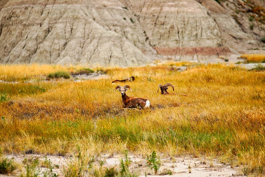 brown goat lying on the grass, three ram on grass field beside mountain HD wallpaper