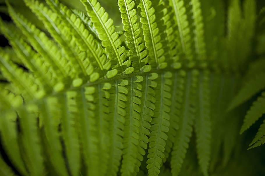 fern, green, forest, leaf, lush, nature, plant, reserve, green Color HD wallpaper