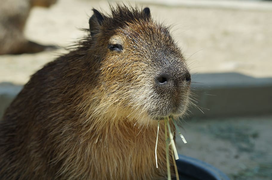 Closeup of a Capybara  Free Stock Photo