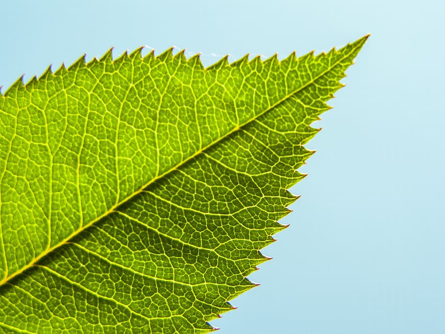 foliage, sunlight, plant, spring, leaf, plant part, green color HD wallpaper