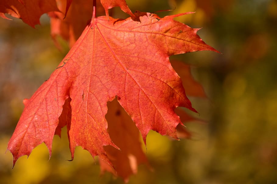 leaf, maple, autumn, red, maple leaf, color, colorful, nature HD wallpaper
