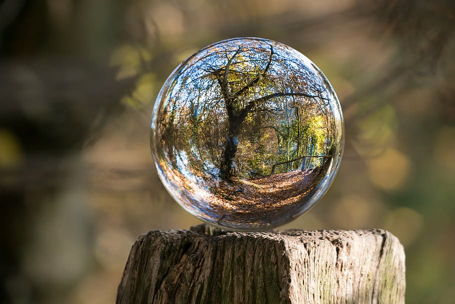 closeup photo of round glass ball, autumn, tree, gnarled, globe image, HD wallpaper