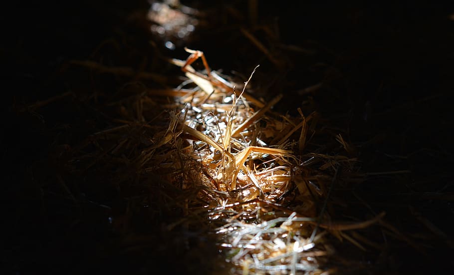 Straw, Litter, Sunlight, Sunbeam, light and shadow, close, close-up HD wallpaper