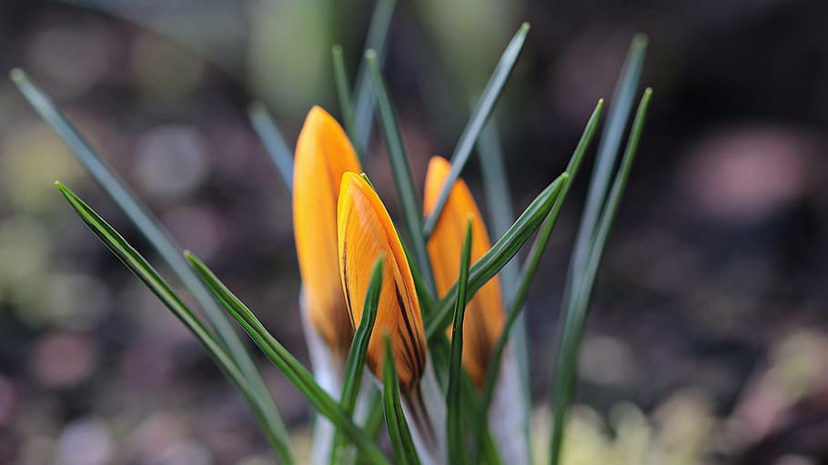 orange petal flower in shallow focus photography, garden, spring HD wallpaper