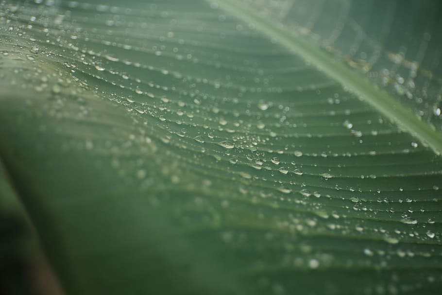 macro photography of green banana leaf, closeup photo of green leaf HD wallpaper
