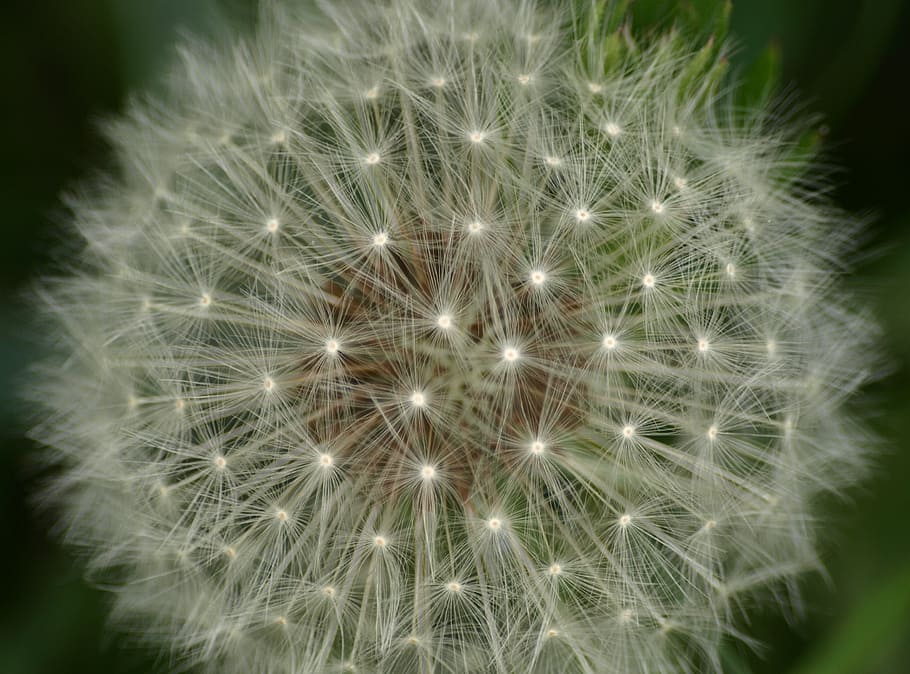 dandelion, spring, roadside, wild flower, vulnerability, plant HD wallpaper