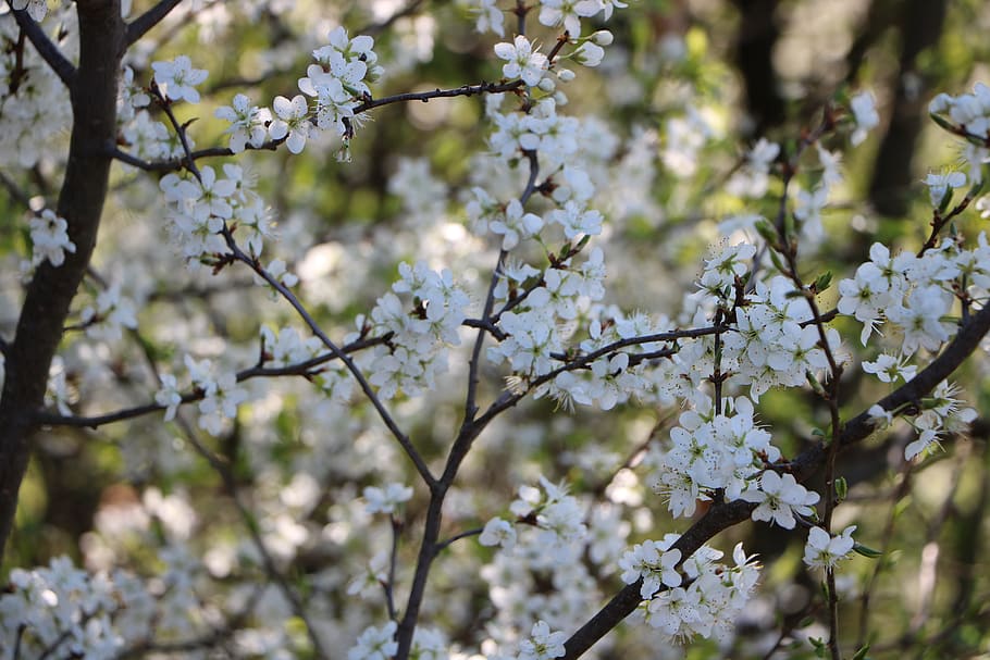 Flower, Wood, White, spring, flowers, blossom, tree, springtime HD wallpaper