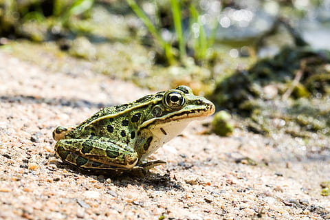 green and black frog standing on brown sand, leopard frog, portrait HD wallpaper