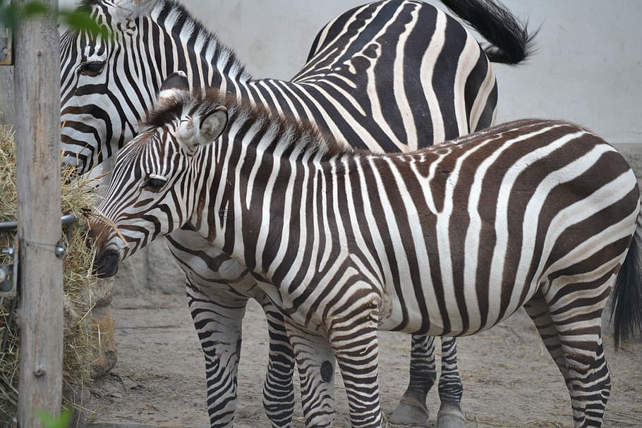 Zebras, Zoo, Budapest, striped, animals in the wild, animal wildlife HD wallpaper