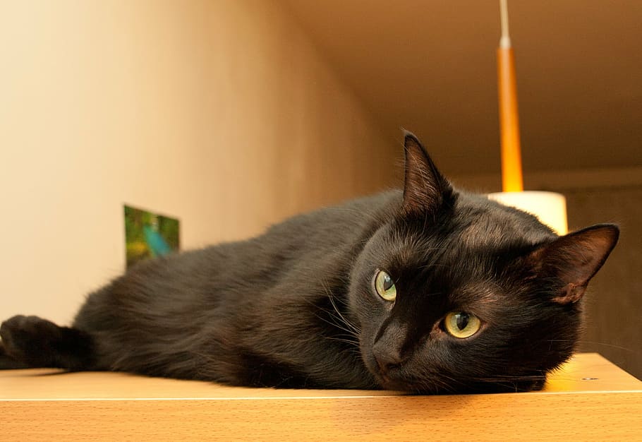 cat, black, it lies, domestic, pets, domestic animals, domestic cat HD wallpaper