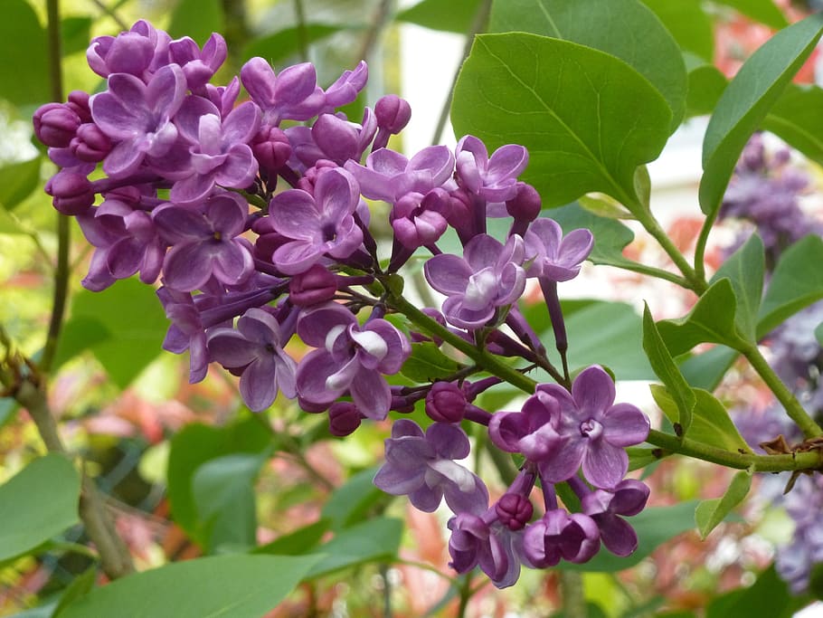 lilac, purple, spring, flowering plant, beauty in nature, vulnerability HD wallpaper