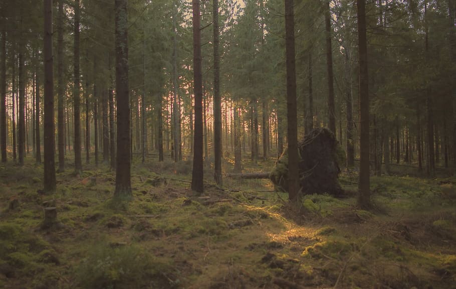 photo of forest during golden hour, tree, pines, greenery, beautifully HD wallpaper