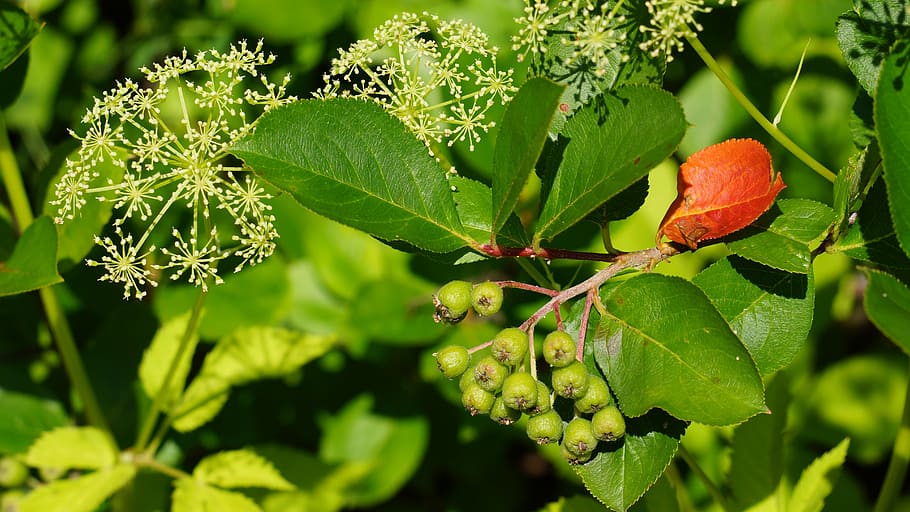 red leaf, different, sick, plant part, growth, green color HD wallpaper