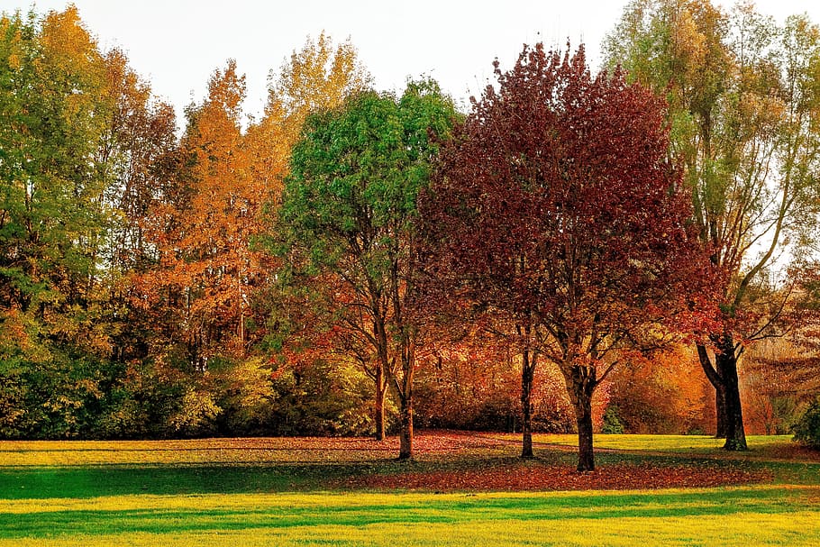 nature, trees, grass, park, autumn, daylight, environment, fall HD wallpaper