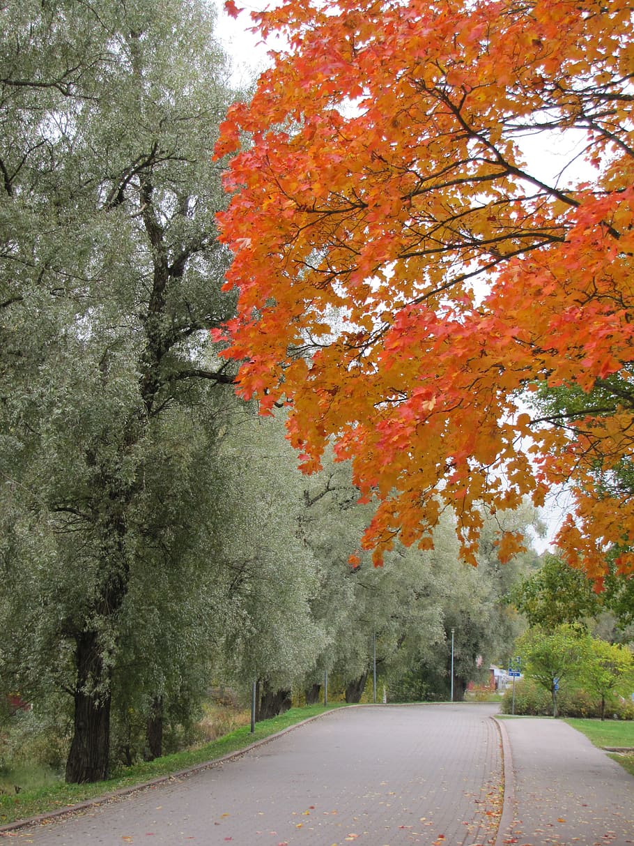 Autumn, Maple, Red, Fall, Fall Colors, Wood, road, silver willow HD wallpaper