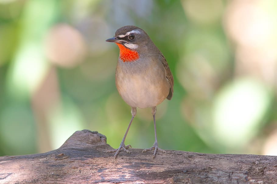deep ruby, nature, birds, animal themes, vertebrate, one animal HD wallpaper