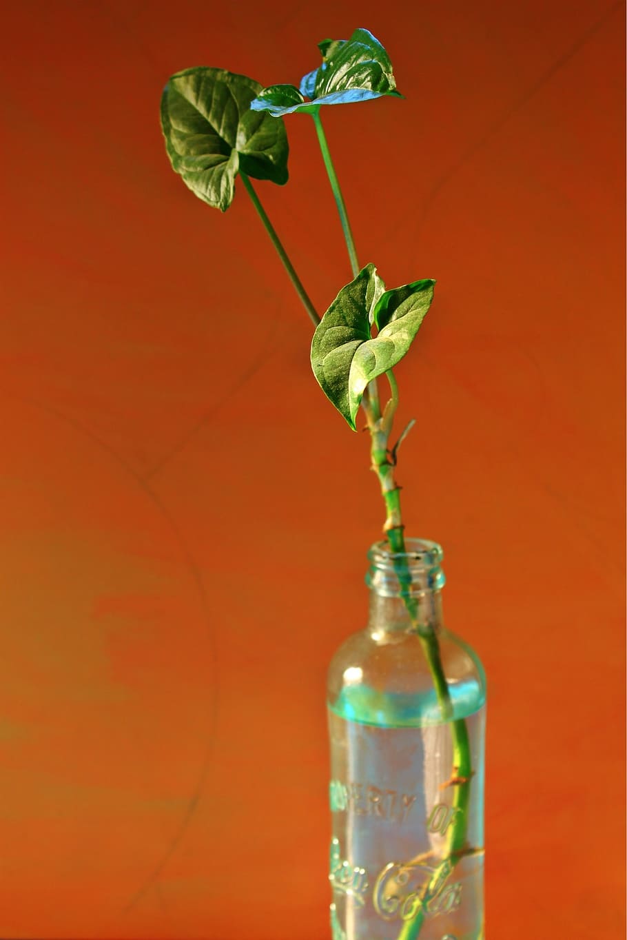 leaf, plant, outbreak, bottle, close-up, indoors, container HD wallpaper