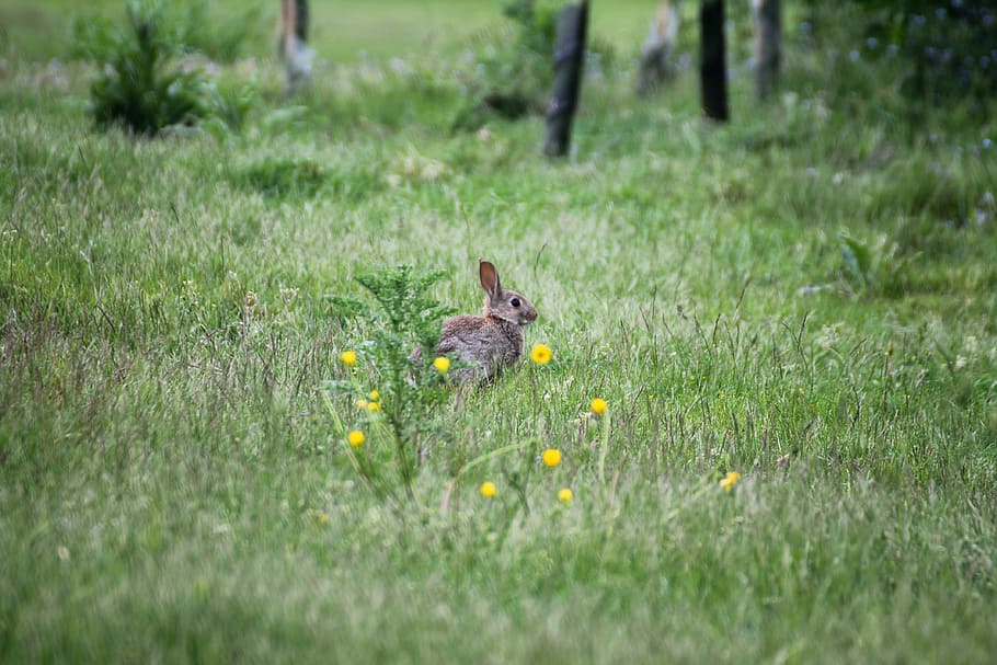 rabbit, park, field, grass, green, animal, wildlife, cute, mammal HD wallpaper