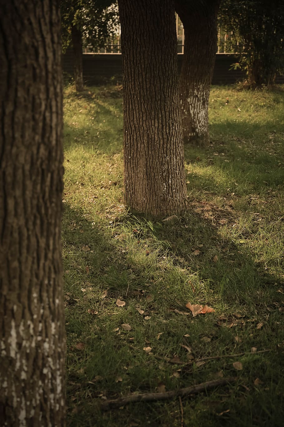 Tree, Light, Shadow, Scenery, light and shadow, the scenery HD wallpaper