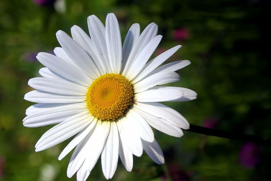 daisy, flower, white, macro, blossom, petals, floral, close up HD wallpaper