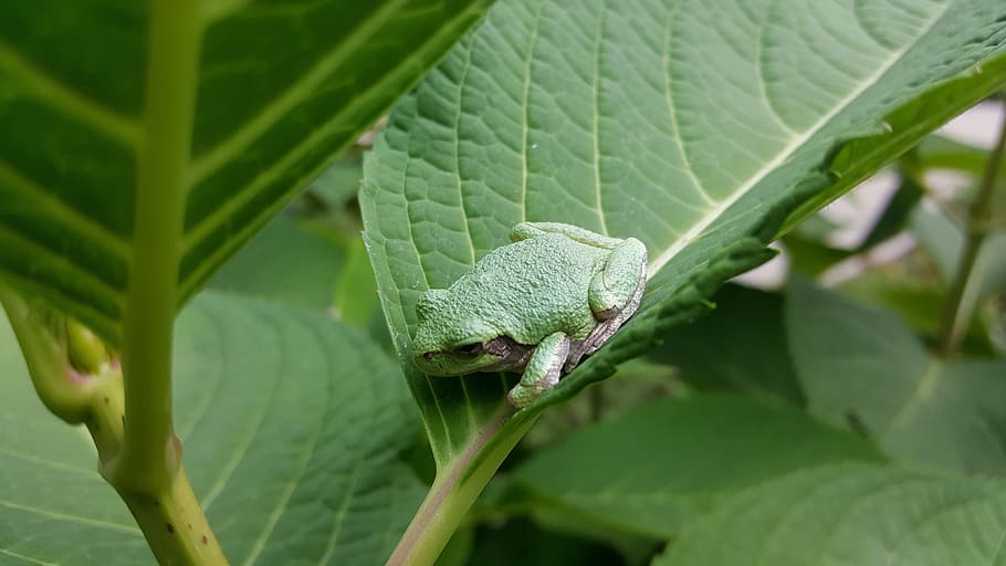 frog, toad, green, amphibian, leaf, stem, eyes, legs, green color HD wallpaper