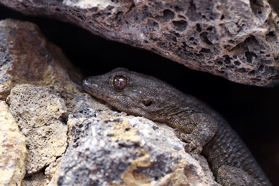 the lizard, rocks, eye, closeup, macro, tourism, gad, nature HD wallpaper