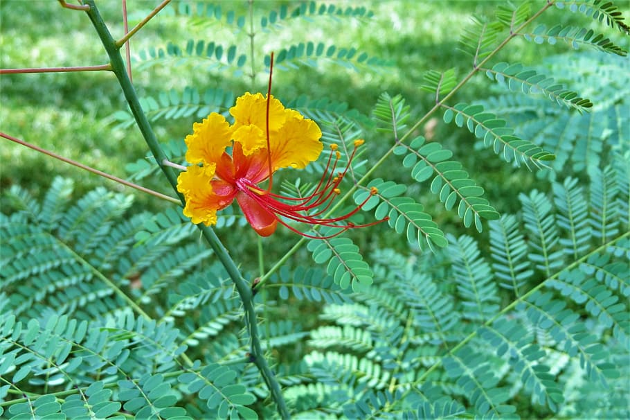 Flower, Orange, Yellow, Green, Green, Garden, green color, leaf HD wallpaper