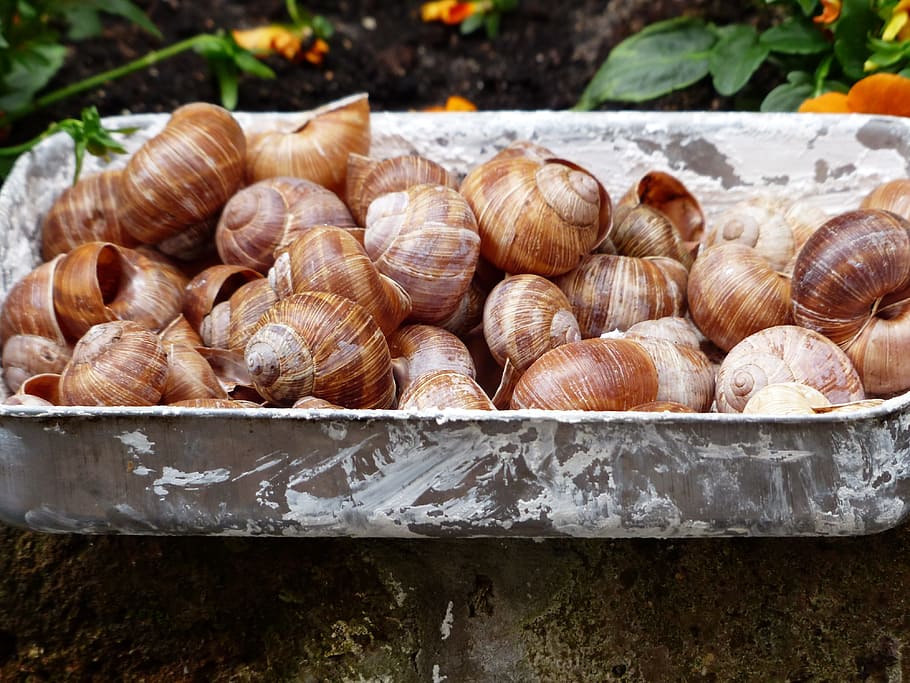 Escargots, Snails, Collection, Shells, helix pomatia, land snail HD wallpaper