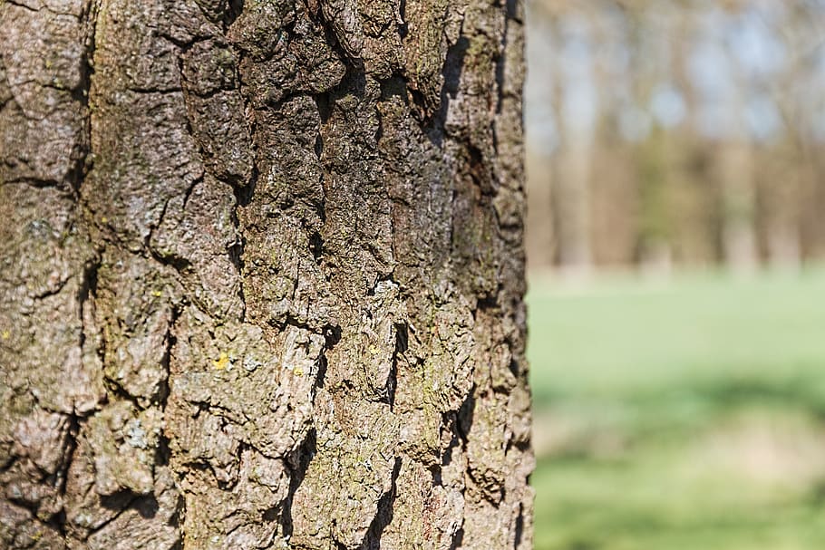 tree, bark, nature, tribe, brown, structure, close, tree bark HD wallpaper