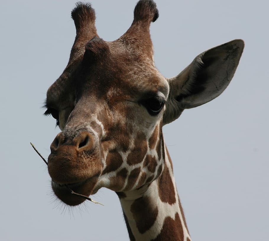 Giraffe, Head, Bear, Animal, Wildlife, zoology, mammal, species HD wallpaper