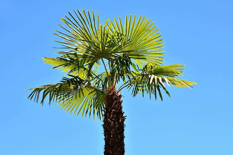 green dragon palm tree, summer, holidays, summer feeling, sky HD wallpaper