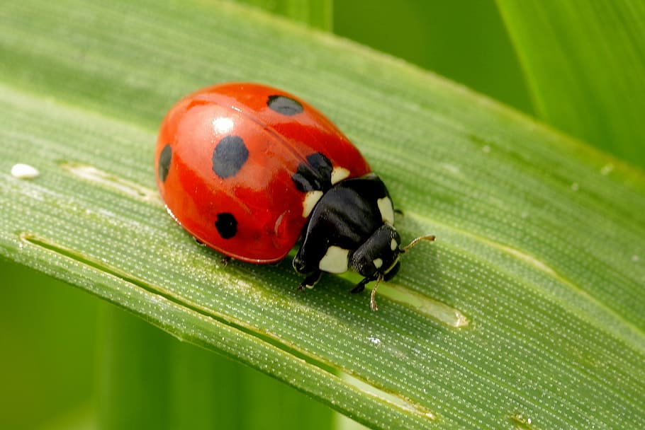 closeup photography of ladybird on green leaf, ladybug, insect, HD wallpaper